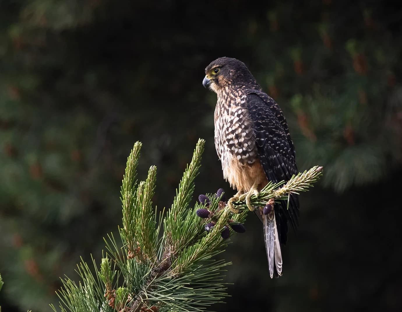 Karearea, New Zealand Falcon, sitting on a tree branch.