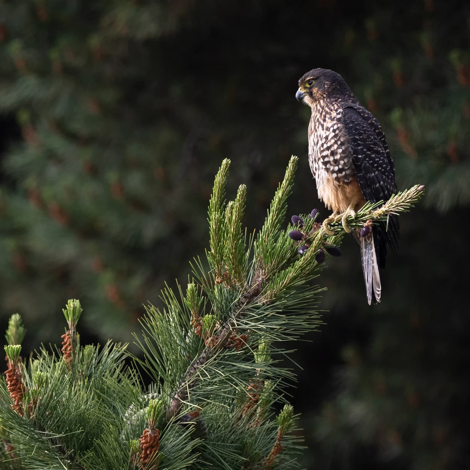 Karearea, New Zealand Falcon, sitting on a tree branch.