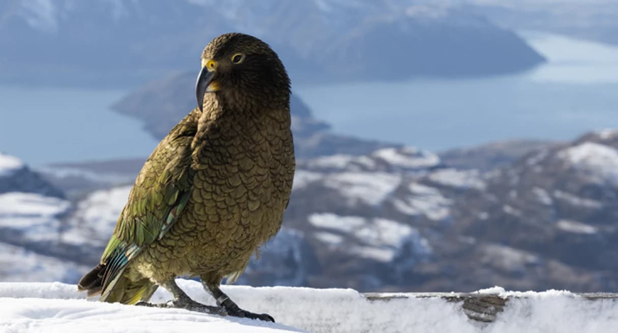 A kea, a large alpine parrot native to New Zealand, standing on a snowy surface. The bird has olive-green feathers with a hint of orange on its underwings, a curved beak, and a curious expression. In the background, there is a stunning mountainous landscape with a lake and snow-covered hills. The kea is positioned prominently in the foreground.