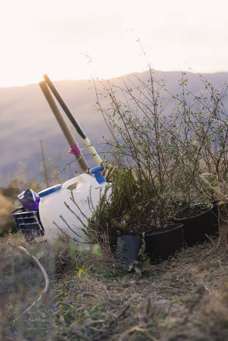 A small collection of young plants in black pots placed on the ground, next to some gardening tools and a large white water container.