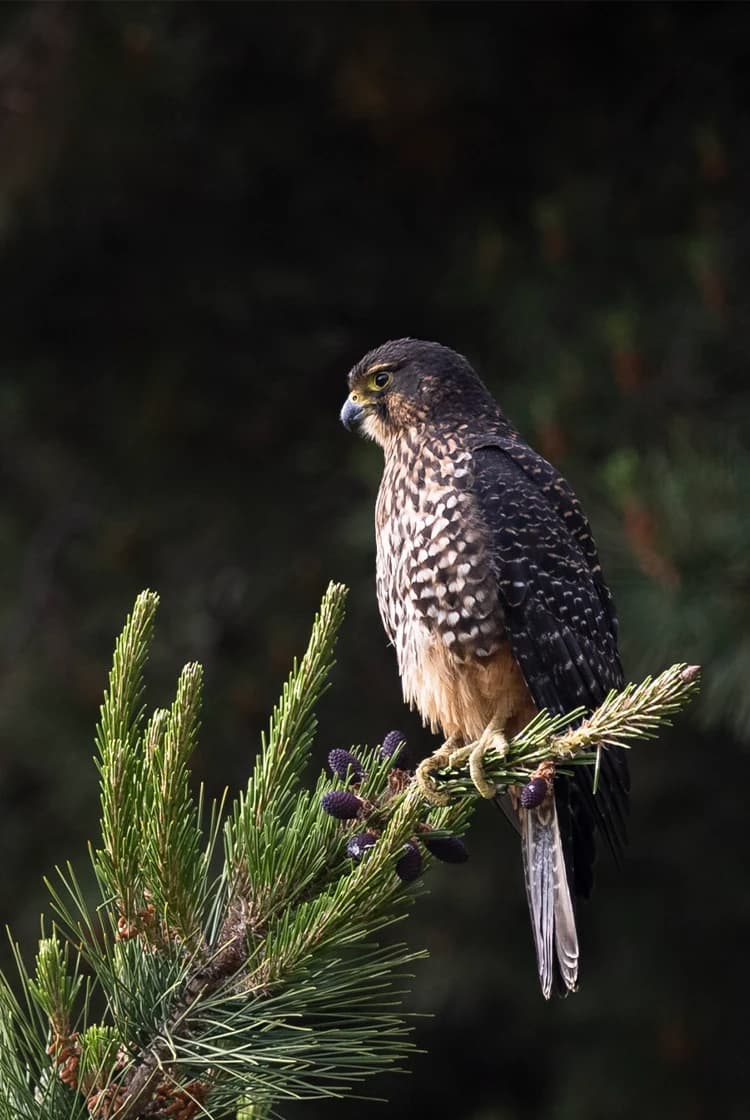 A kārearea (New Zealand falcon) perches on the tip of a pine branch, surveying its surroundings, with dark green pine trees providing a natural background.