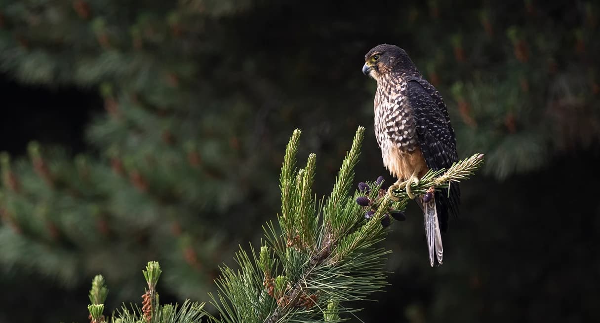 A kārearea, or New Zealand falcon, perched on the tip of a pine branch. The bird has dark brown feathers with lighter speckled markings on its chest and a sharp, hooked beak. The background is filled with dense, dark green foliage, enhancing the natural setting and creating a sense of depth.