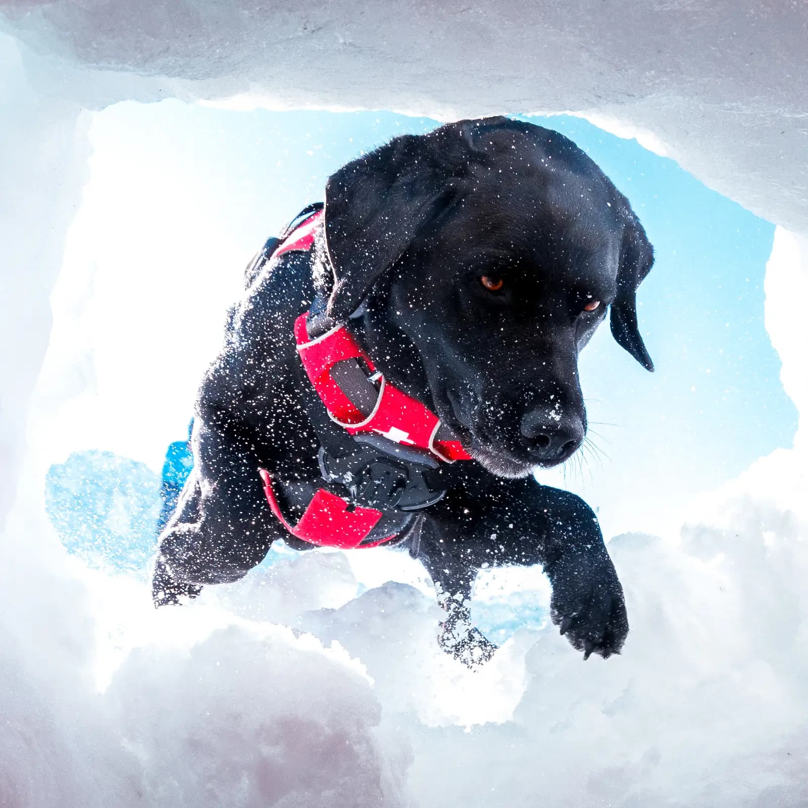 SARDA avalanche safety black lab dog, Rosko, jumps into a snowy hole wearing a red medical vest.